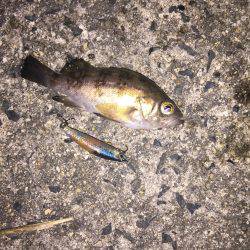 今日も極小・・・